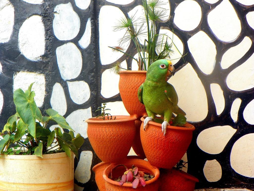 Posada Martha Tolima Salento Phòng bức ảnh